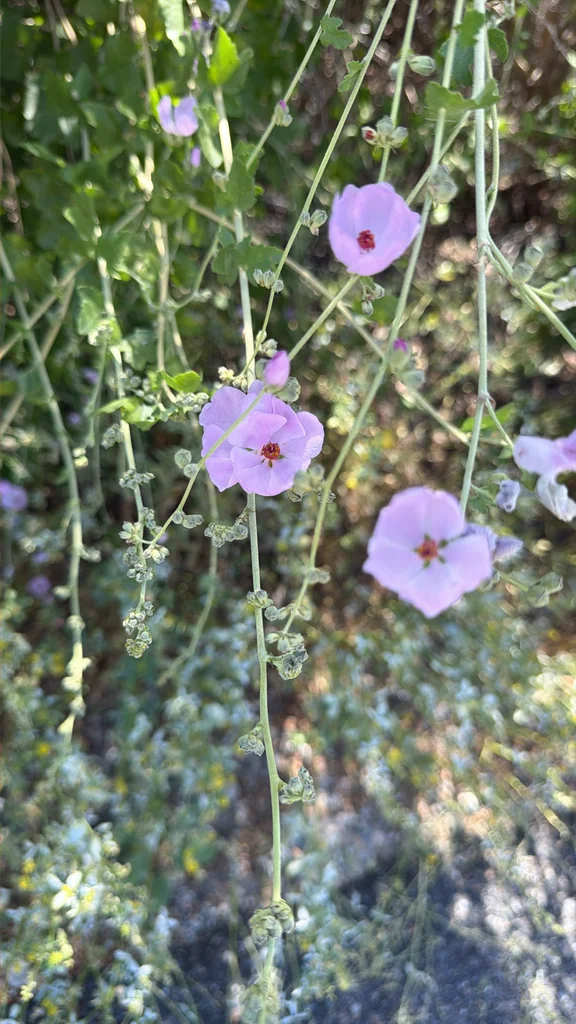 Malacothamnus Fasciculatus