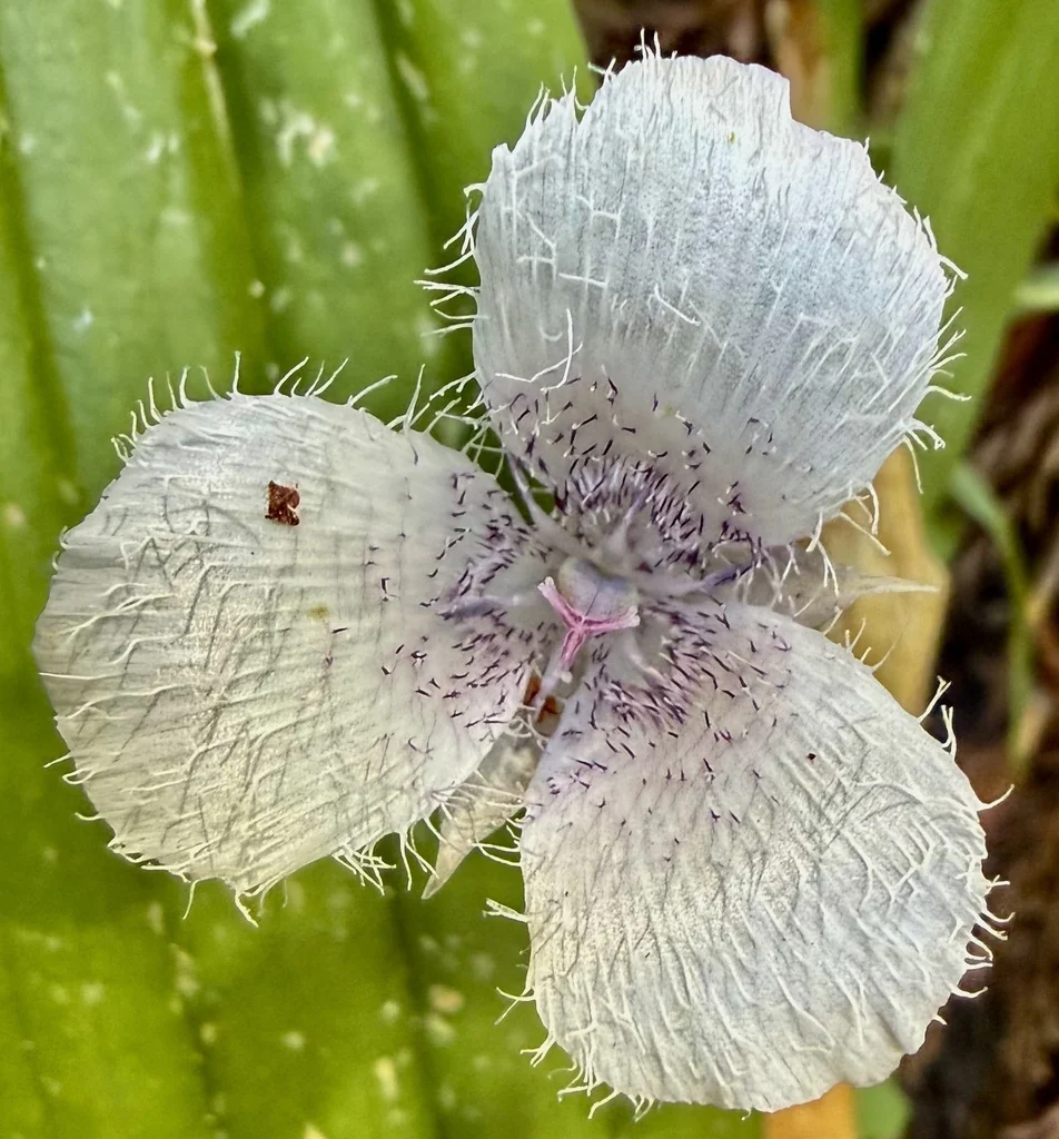 Calochortus Tolmiei