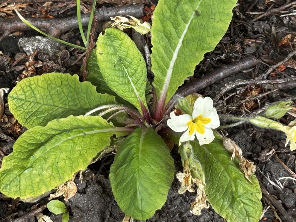 Primula vulgaris