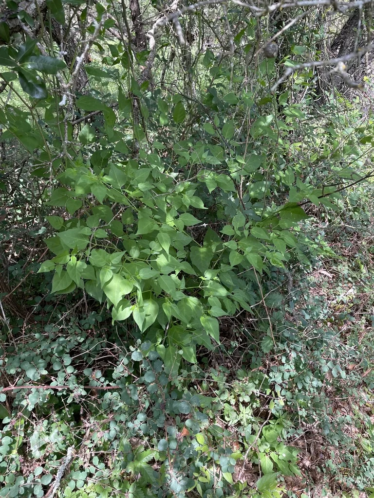 Capsicum annuum