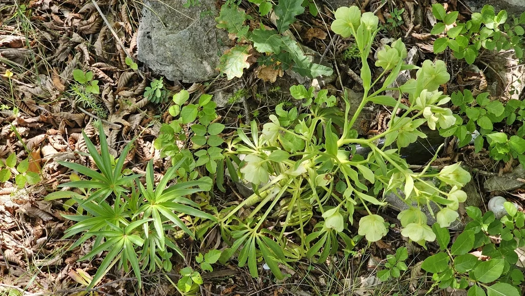 Helleborus Foetidus