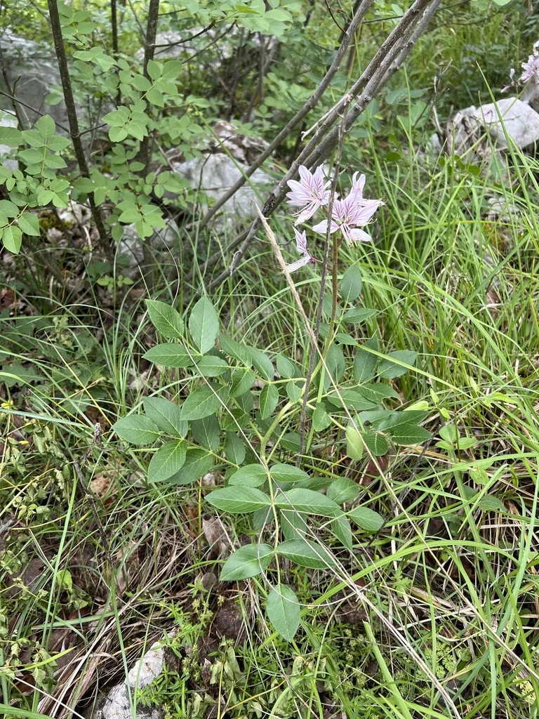 Dictamnus Albus