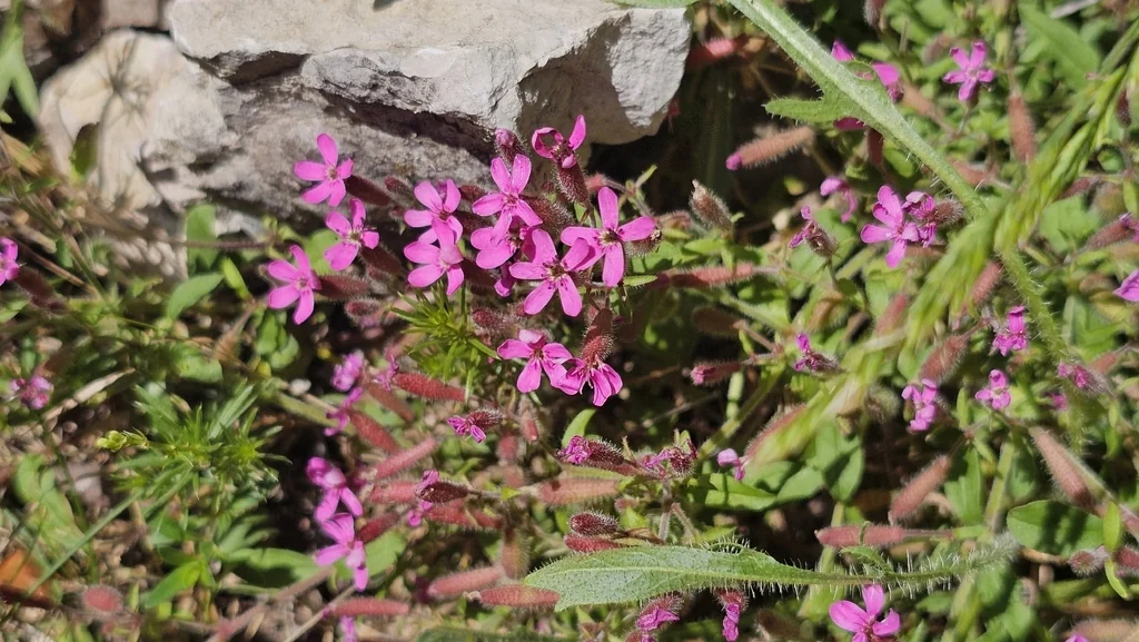 Saponaria Ocymoides