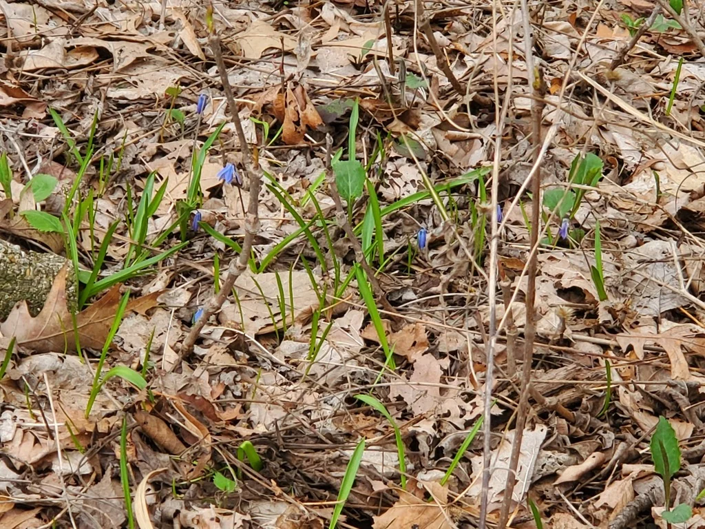 Scilla Siberica