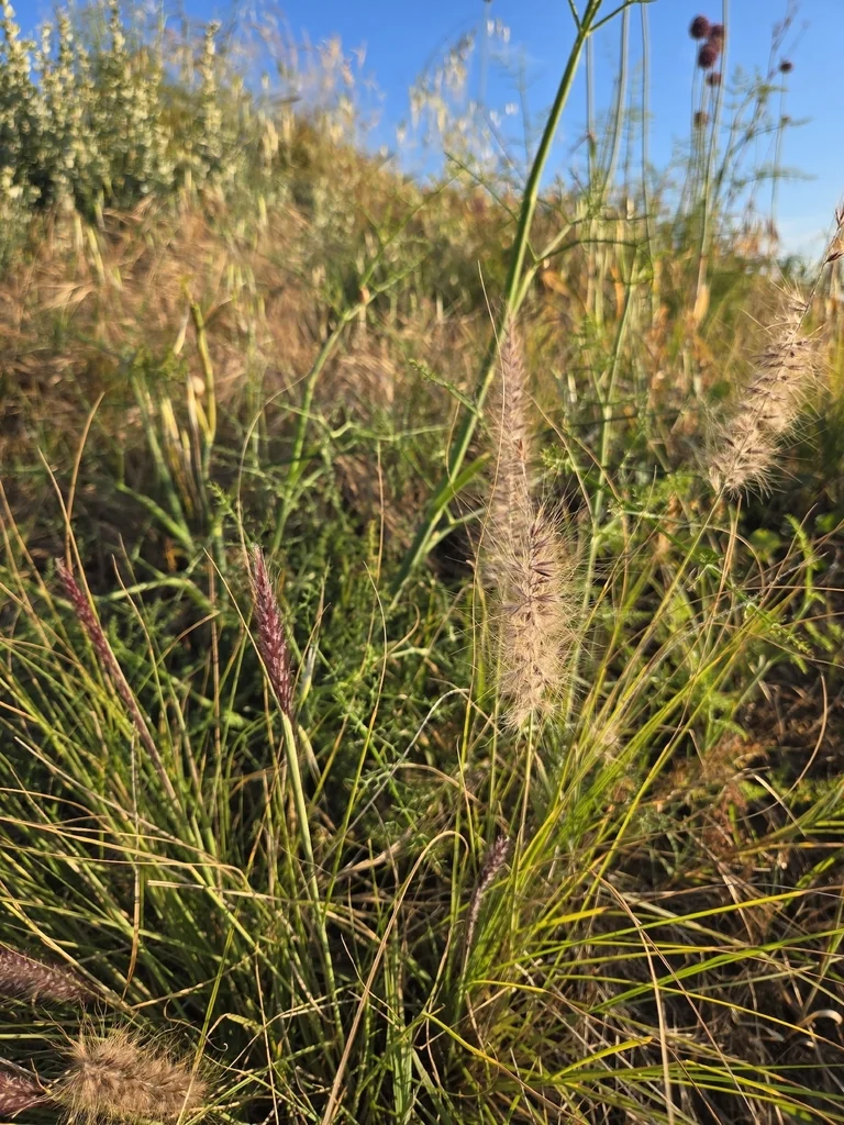 Pennisetum Setaceum