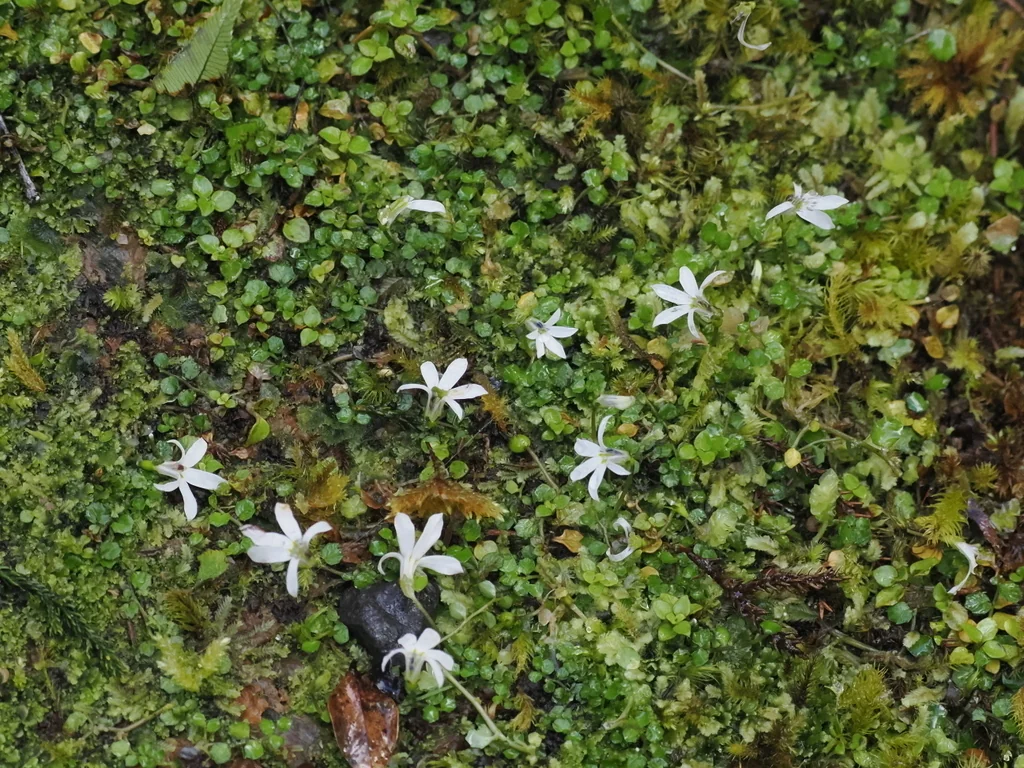 Pratia Angulata