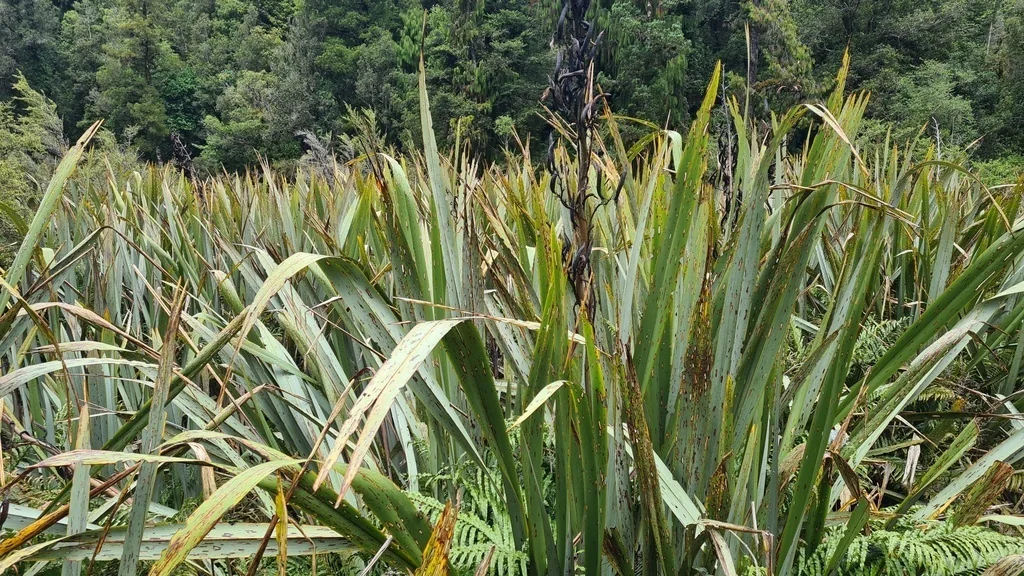 Phormium Tenax