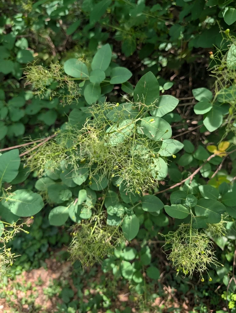 Cotinus coggygria