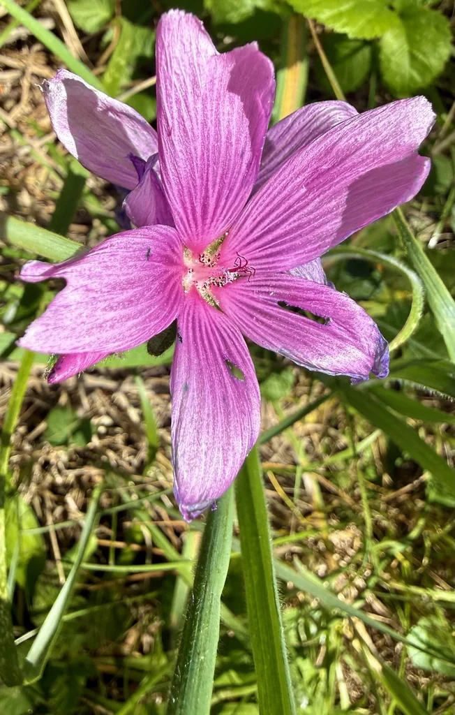 Sidalcea Malviflora