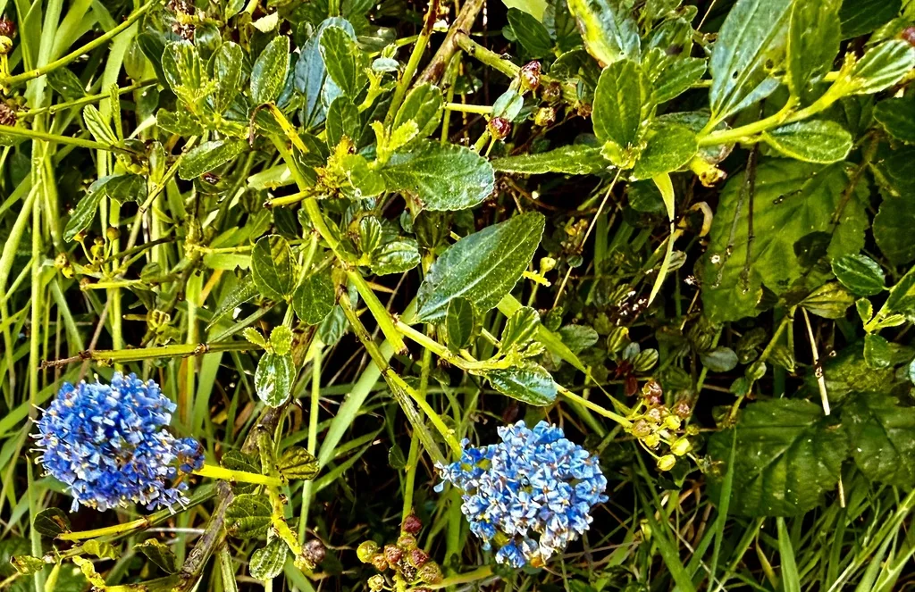 Ceanothus Thyrsiflorus