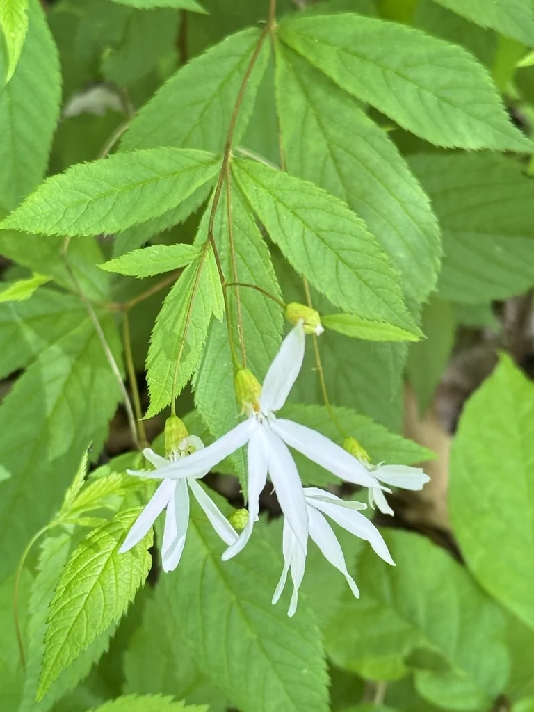 Porteranthus Trifoliatus