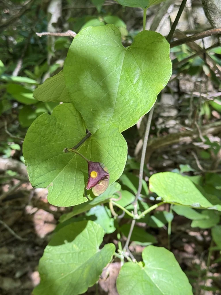 Aristolochia Durior