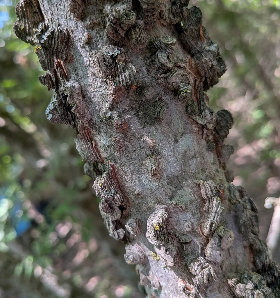 Celtis Laevigata