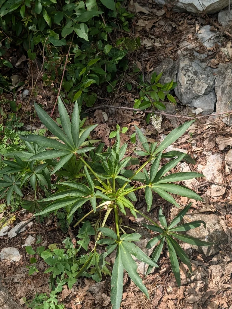 Helleborus Foetidus