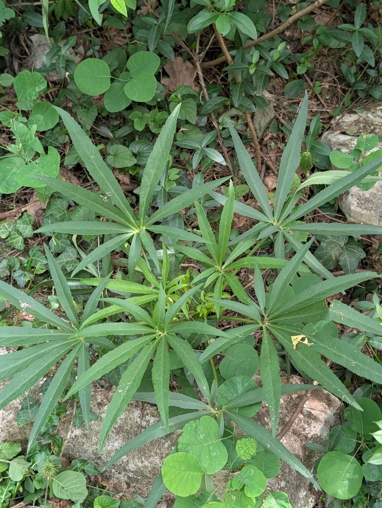 Helleborus Foetidus