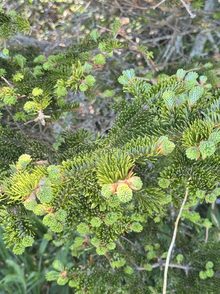 Abies Fraseri