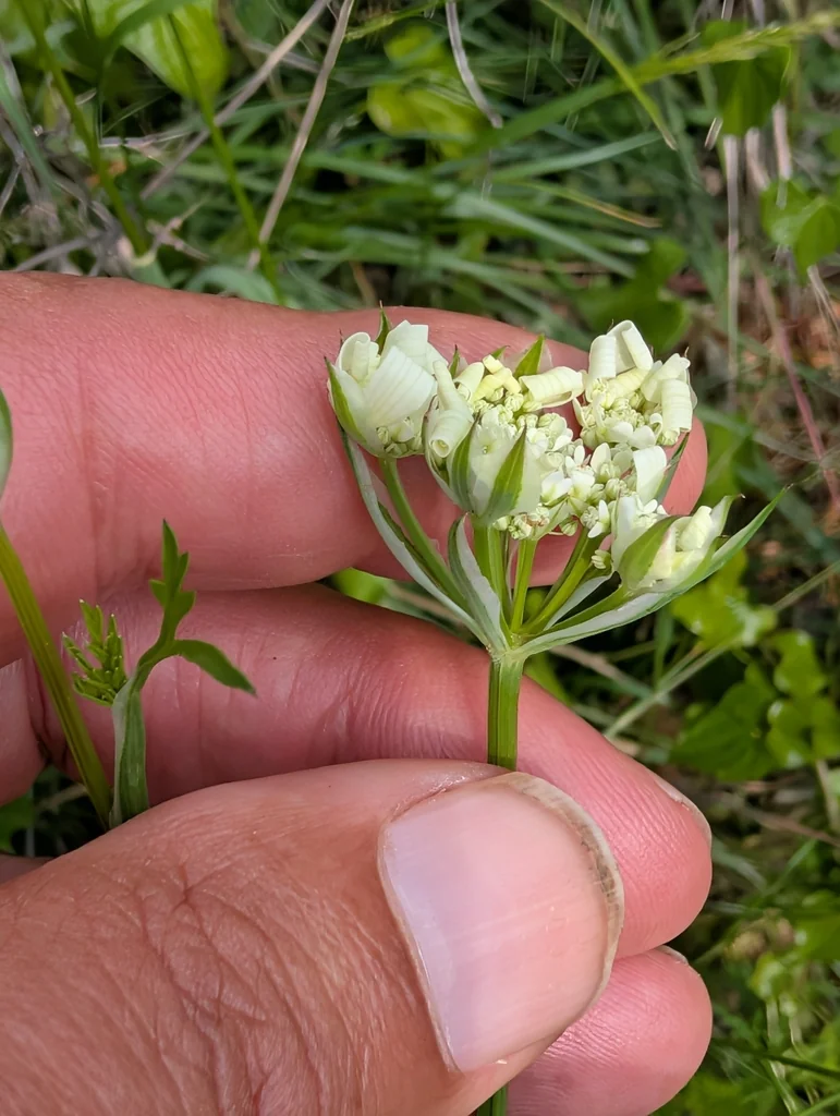 Orlaya Grandiflora