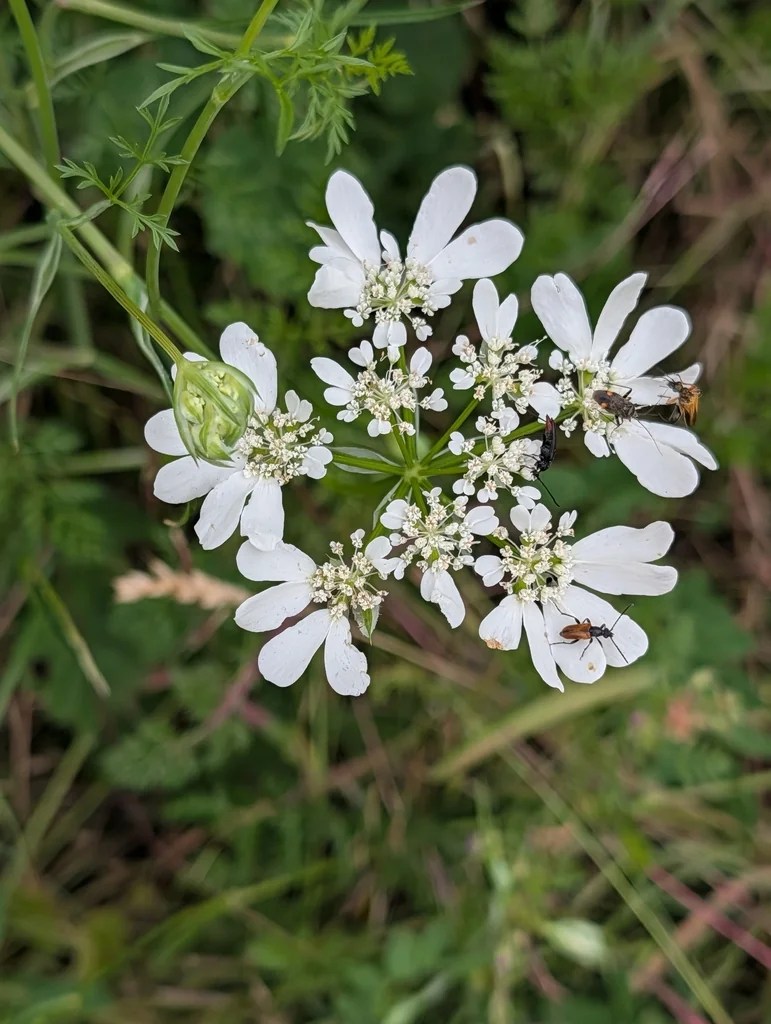 Orlaya Grandiflora