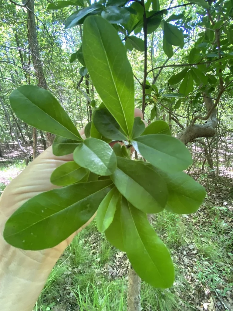 Cyrilla Racemiflora