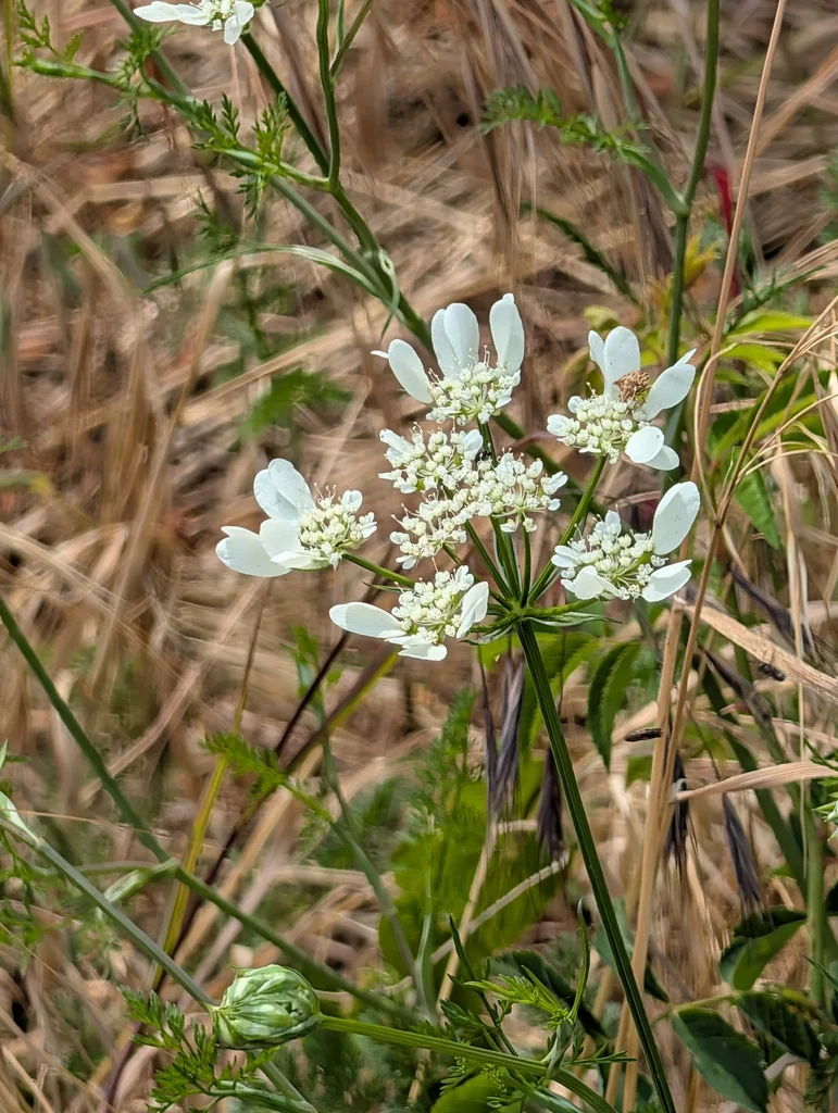 Orlaya Grandiflora