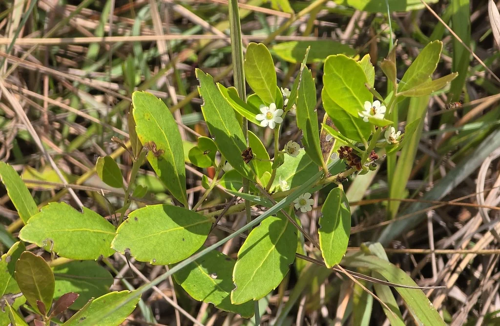 Ilex glabra