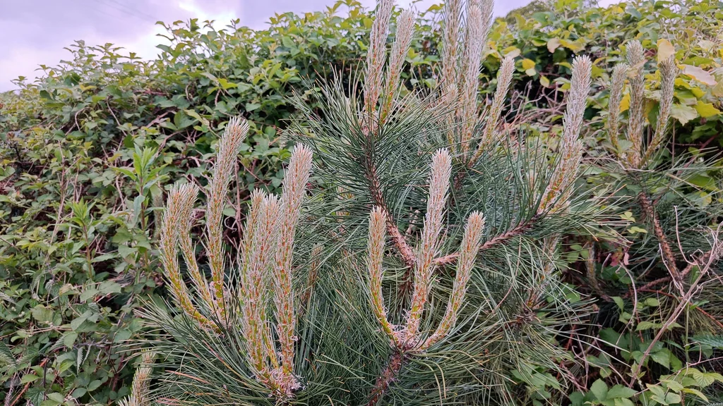 Pinus nigra