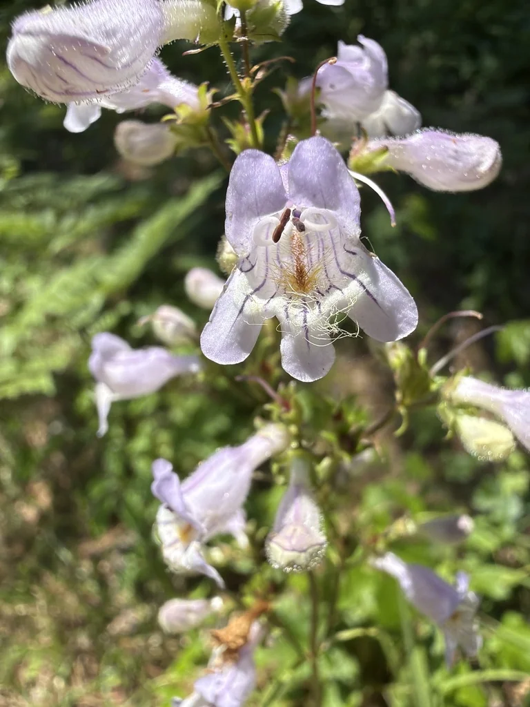 Penstemon Laevigatus
