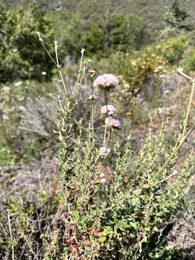 Eriogonum parvifolium