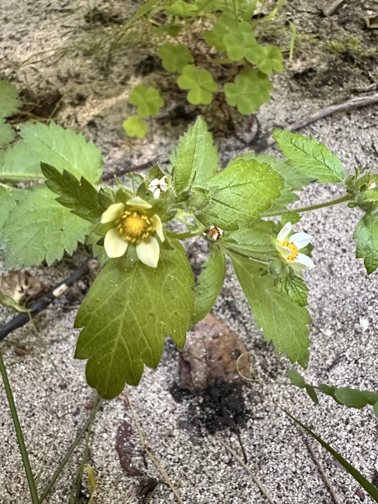 Potentilla Glandulosa