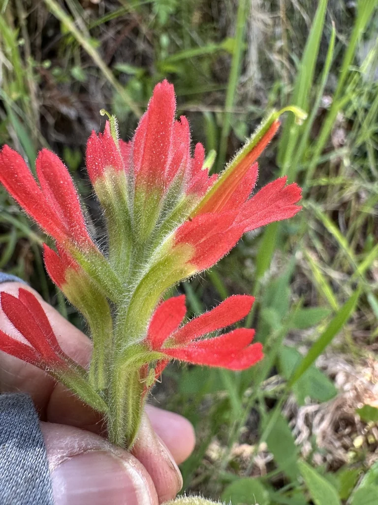 Castilleja Affinis