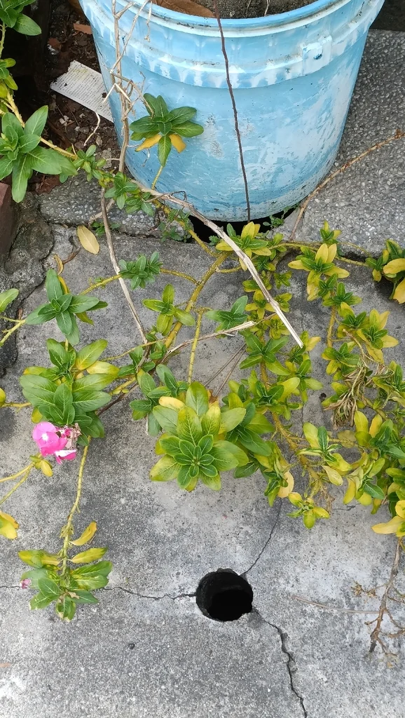 Catharanthus Roseus