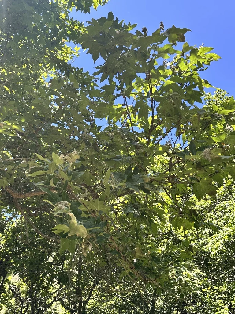 Platanus Racemosa