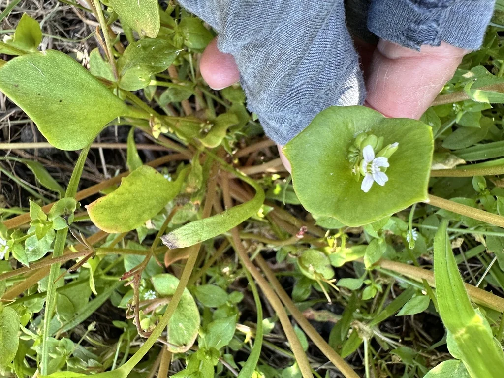 Claytonia Perfoliata