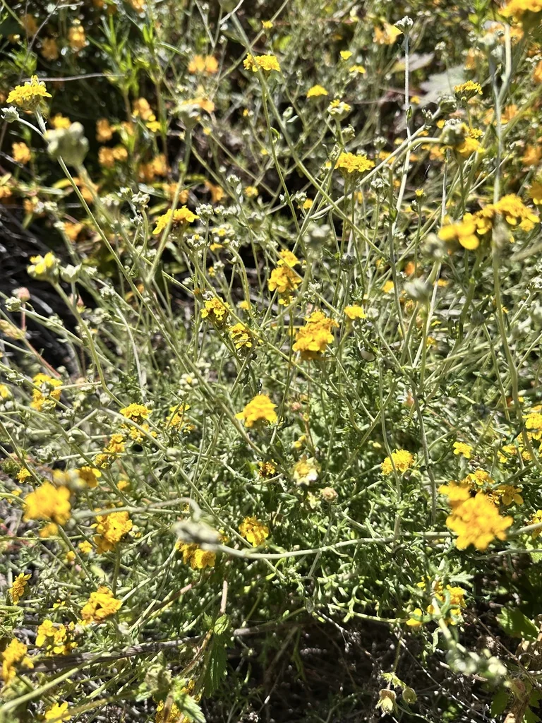 Eriophyllum Confertiflorum