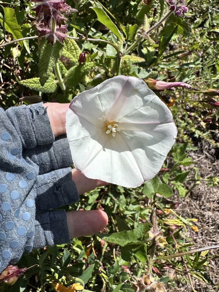 Calystegia Macrostegia