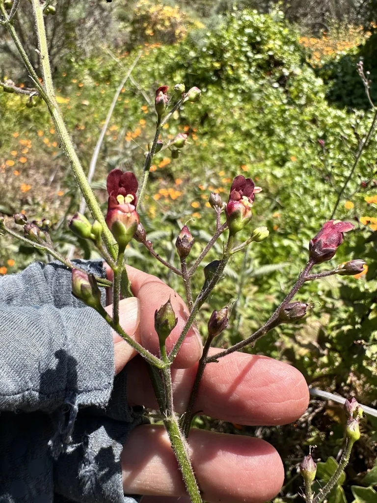 Scrophularia Californica