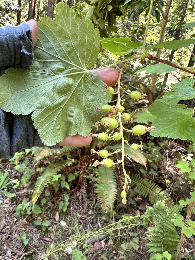 Ribes Sanguineum