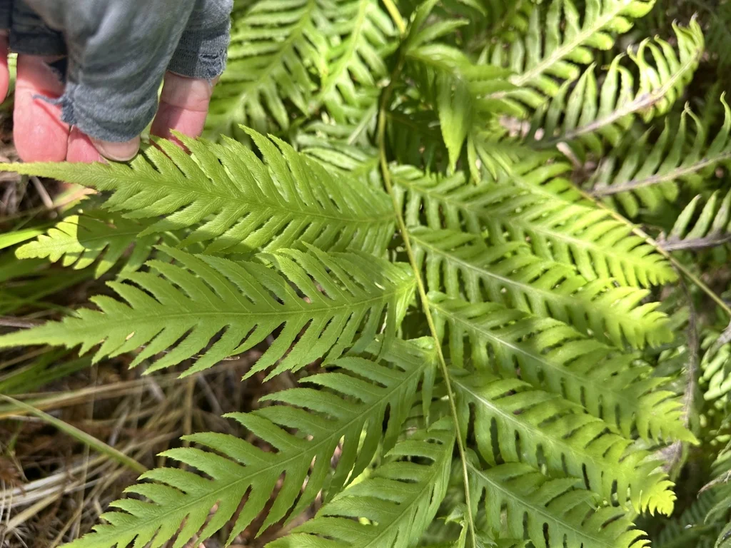 Woodwardia Fimbriata