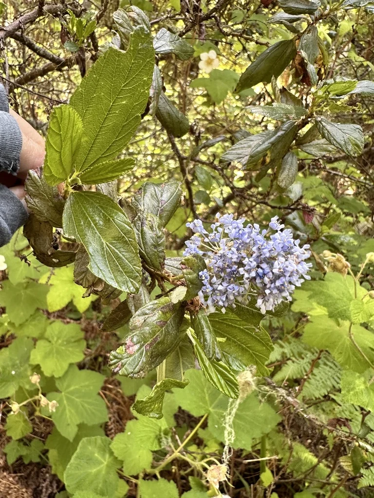 Ceanothus Thyrsiflorus