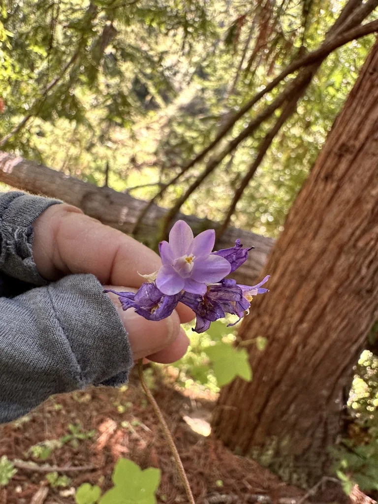 Dichelostemma Capitatum