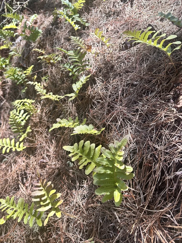 Polypodium Californicum