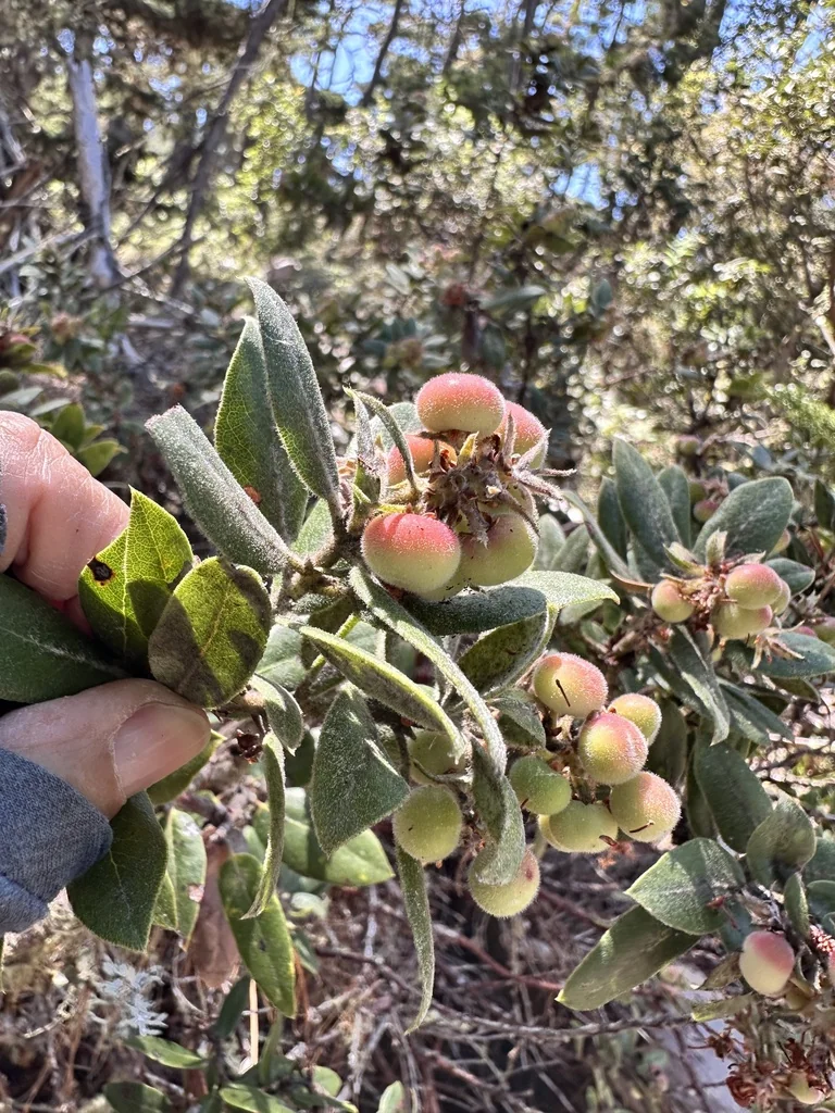 Arctostaphylos Tomentosa
