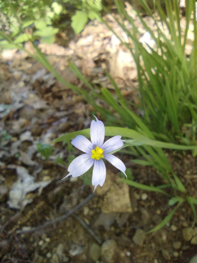 Sisyrinchium Angustifolium