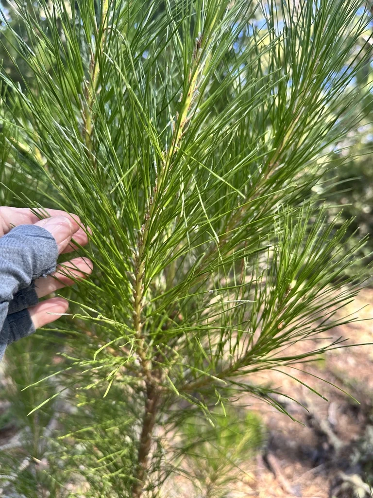Pinus Radiata