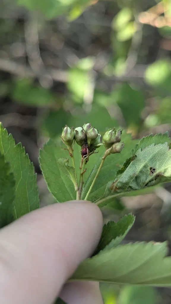 Crataegus Douglasii