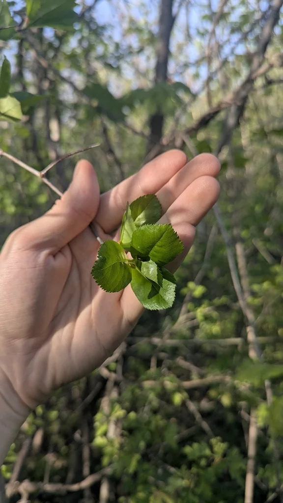 Crataegus Crus-Galli