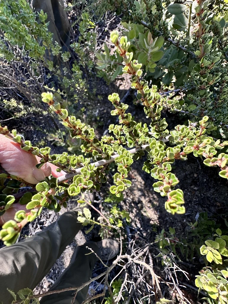 Ceanothus Cuneatus