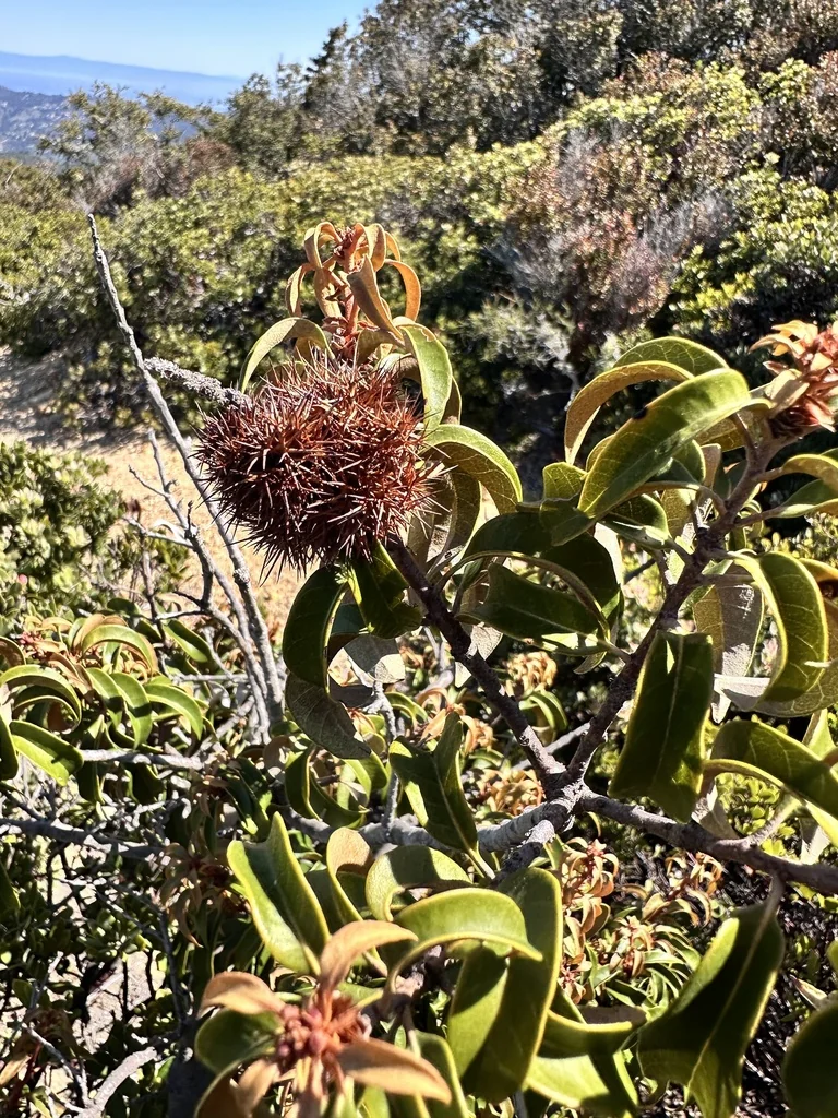 Chrysolepis Chrysophylla