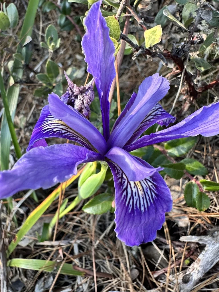 Iris Douglasiana