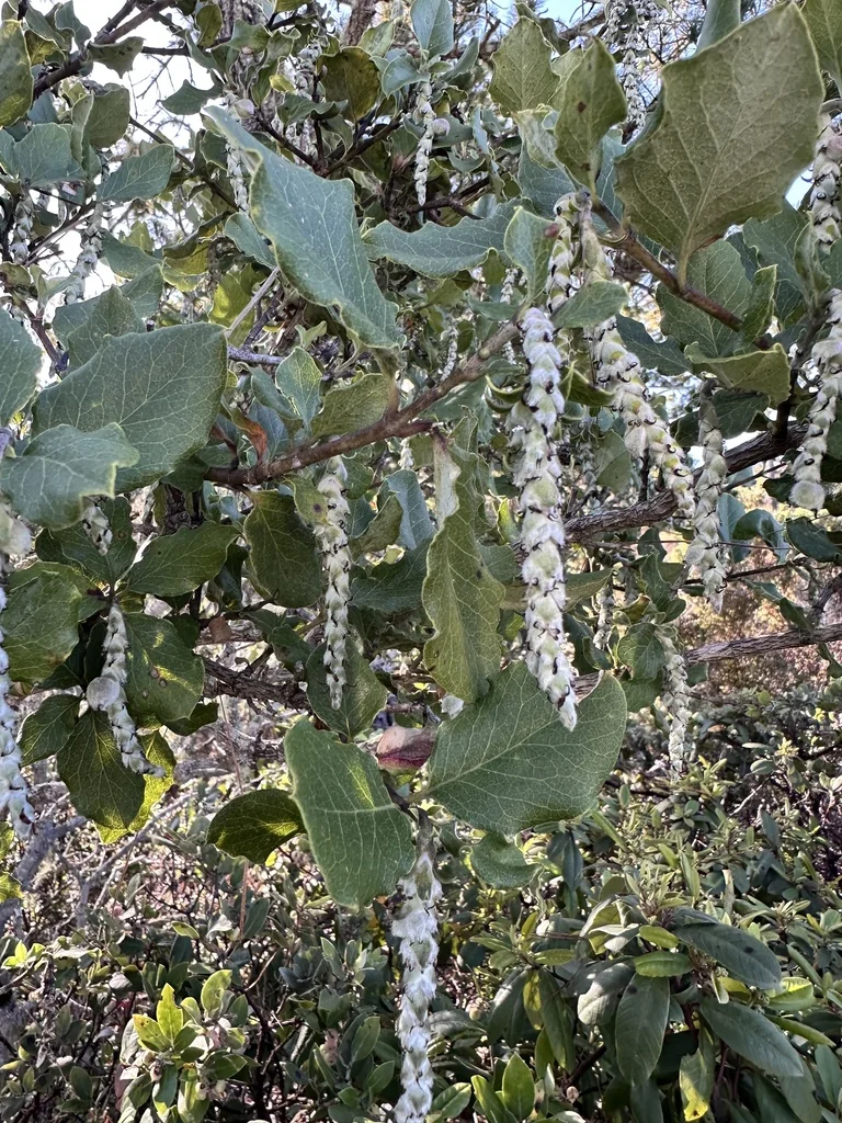 Garrya elliptica